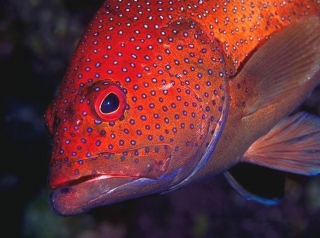 Des rencontres incroyables au fil de l eau